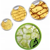 Mikroskop Naukowa Zabawa Clementoni az 50 doświadczeń G3