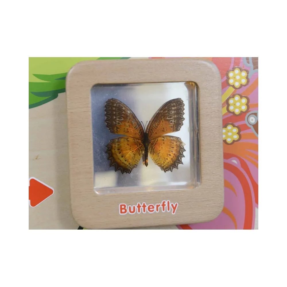 MASTERKIDZ Tablica Edukacyjna Ścienna Cykl Życia Motylka