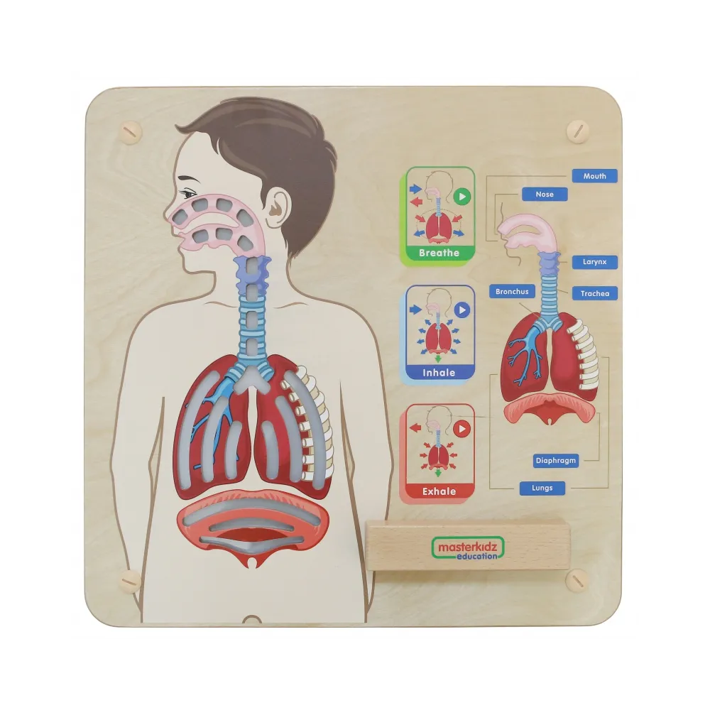 MASTERKIDZ Tablica Edukacyjna Układ Oddechowy Montessori