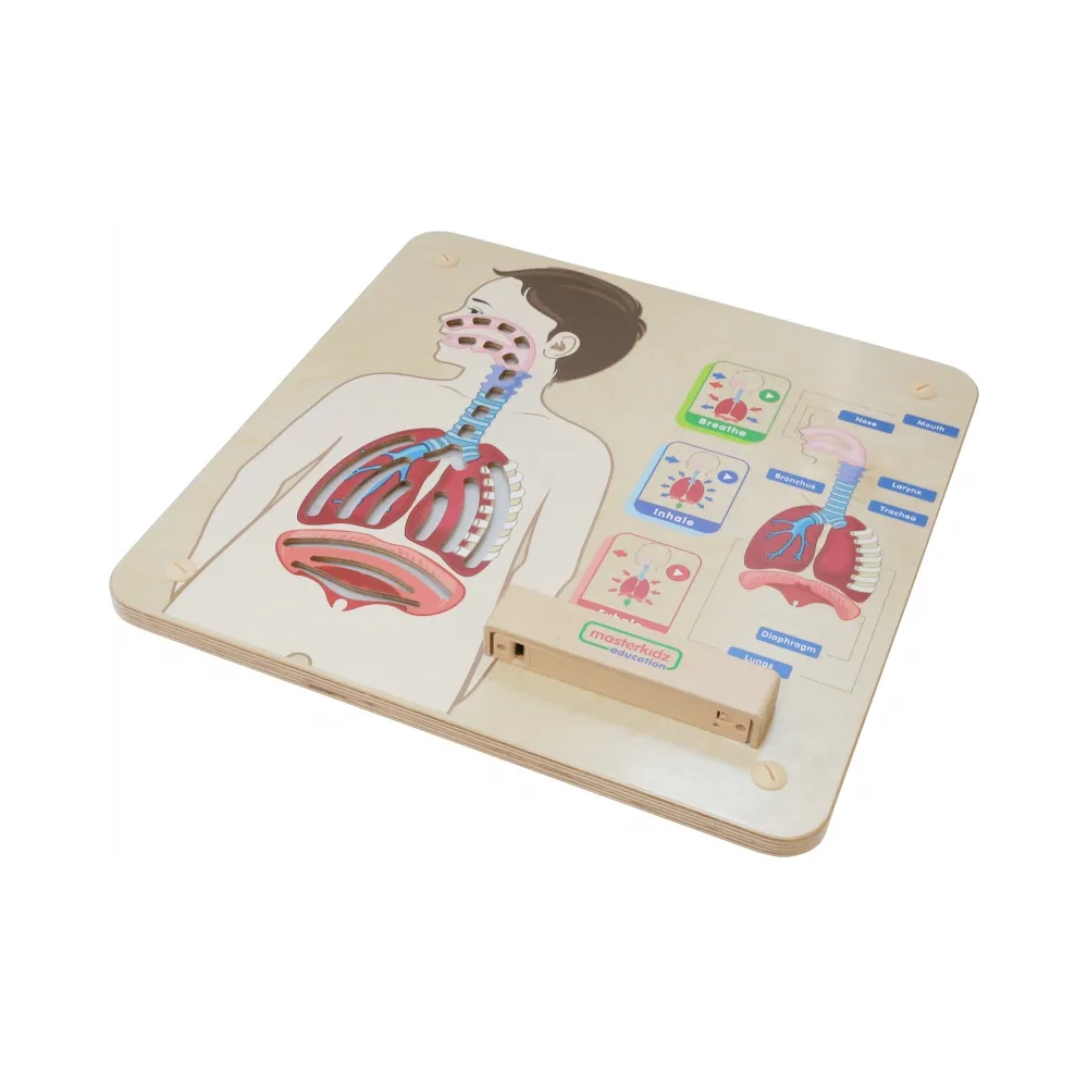 MASTERKIDZ Tablica Edukacyjna Układ Oddechowy Montessori