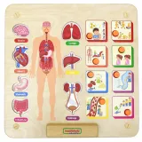 MASTERKIDZ Tablica Edukacyjna Układ Ciała Ludzkiego Montessori