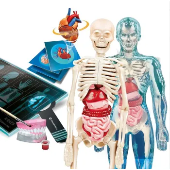 Polska wersja naukowej zabawy uczącej anatomii człowieka dla dzieci