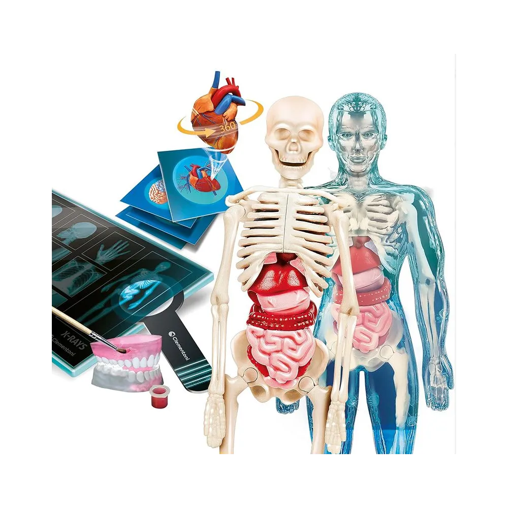 Polska wersja naukowej zabawy uczącej anatomii człowieka dla dzieci