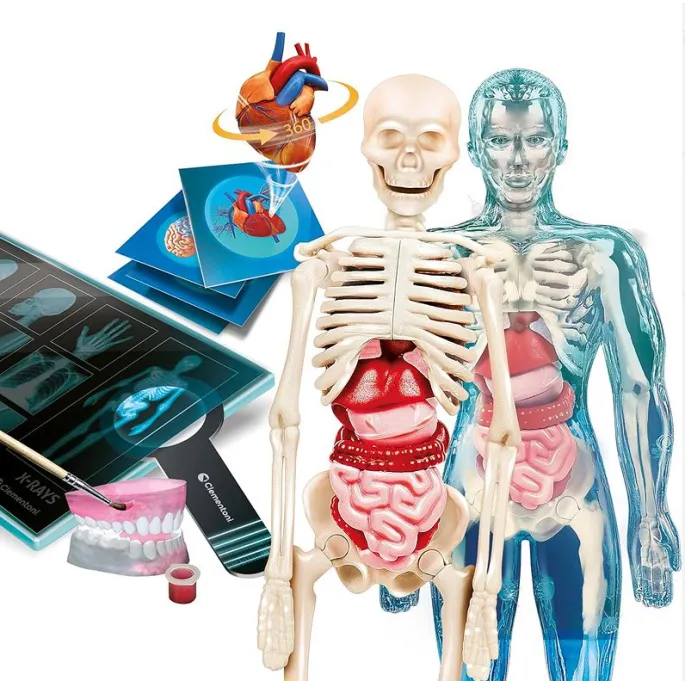 Polska wersja naukowej zabawy uczącej anatomii człowieka dla dzieci