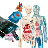 Polska wersja naukowej zabawy uczącej anatomii człowieka dla dzieci