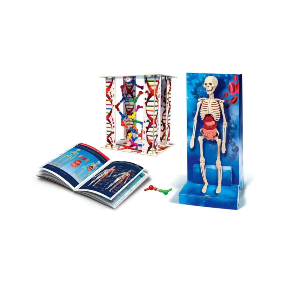 Realistyczne elementy szkieletu i organów w zestawie edukacyjnym