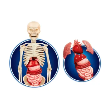 Trójwymiarowy model DNA do poznawania genetyki dla najmłodszych