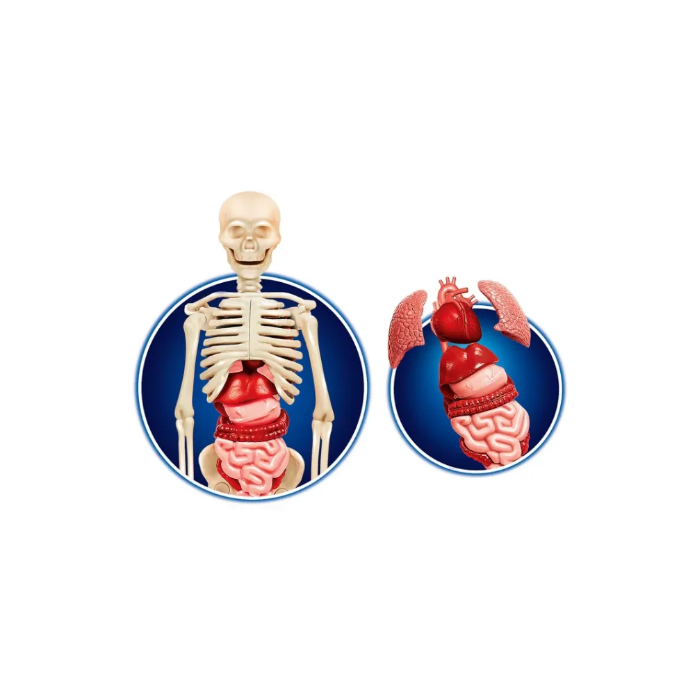 Trójwymiarowy model DNA do poznawania genetyki dla najmłodszych