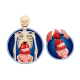 Trójwymiarowy model DNA do poznawania genetyki dla najmłodszych