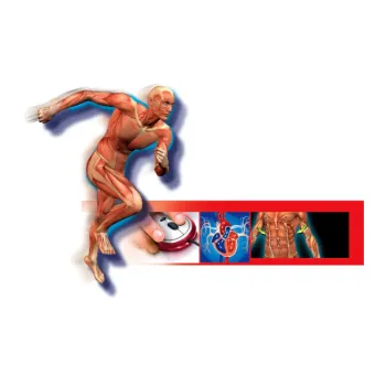 Zestaw Naukowa Zabawa Ciało Ludzkie Clementoni do edukacji domowej