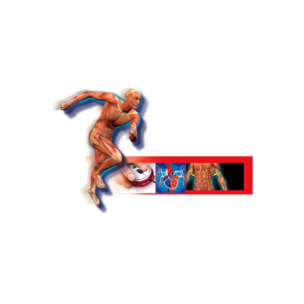 Zestaw Naukowa Zabawa Ciało Ludzkie Clementoni do edukacji domowej