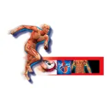 Zestaw Naukowa Zabawa Ciało Ludzkie Clementoni do edukacji domowej