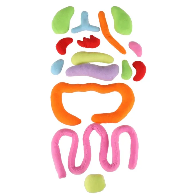 Kolorowa lalka edukacyjna, wspierająca naukę budowy ciała dziecka