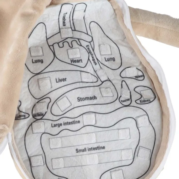 Miękka zabawka do nauki funkcjonowania ludzkiego organizmu