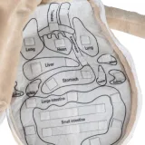 Miękka zabawka do nauki funkcjonowania ludzkiego organizmu