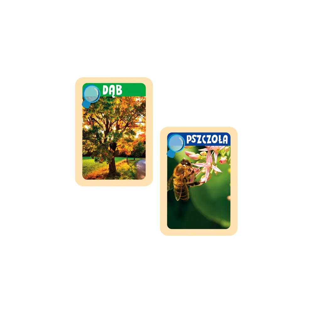 Forma gipsowa i narzędzie do oglądania owadów w komplecie