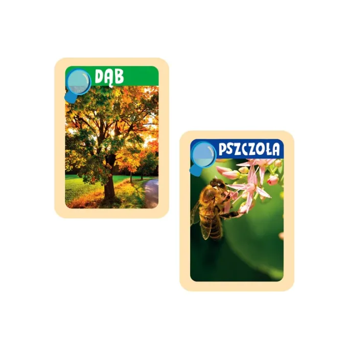 Forma gipsowa i narzędzie do oglądania owadów w komplecie