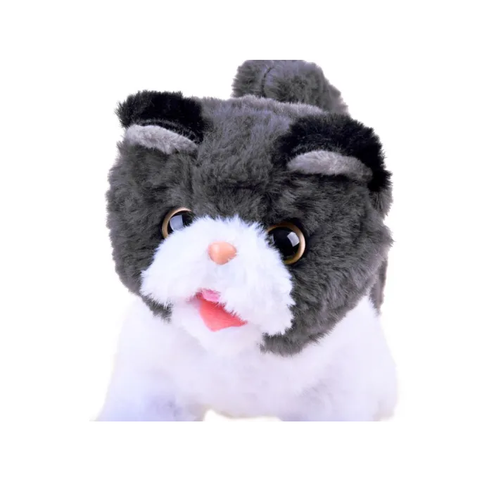 widok kotka psotka podczas poruszania ogonkiem