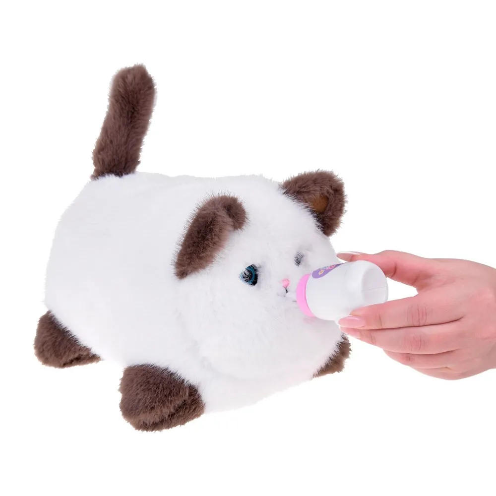 biały kotek Puszek z brązowymi łapkami i ogonem na podłodze