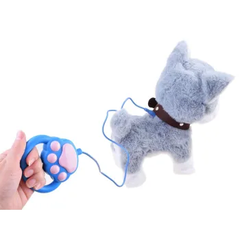 Husky stojący na czterech łapach z brązową obrożą