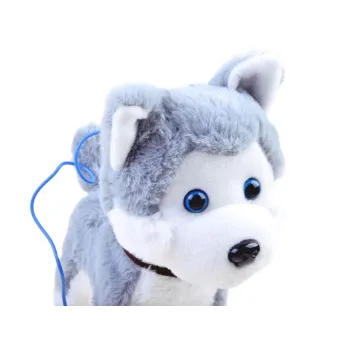 Widok smyczy przypiętej do pieska Husky