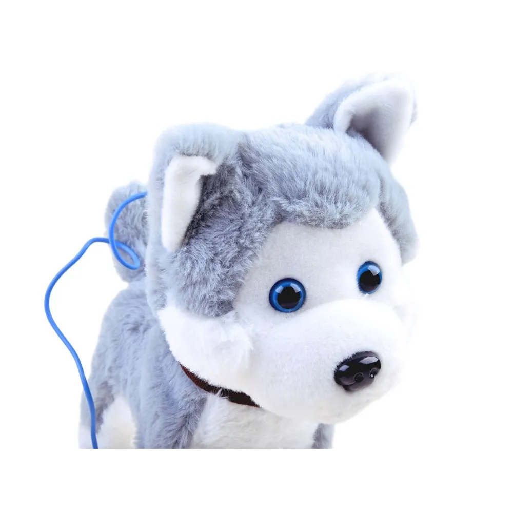 Widok smyczy przypiętej do pieska Husky