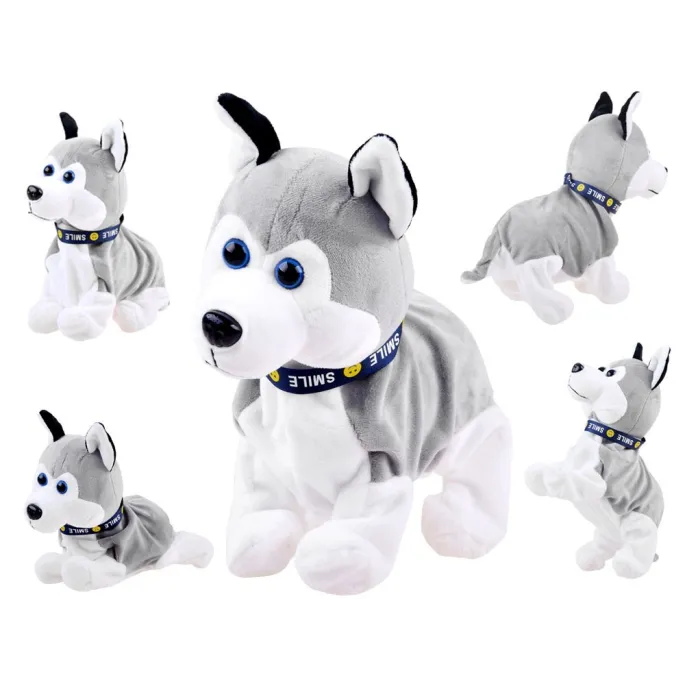 Husky wykonujący sztuczkę proszenia na tylnych łapach