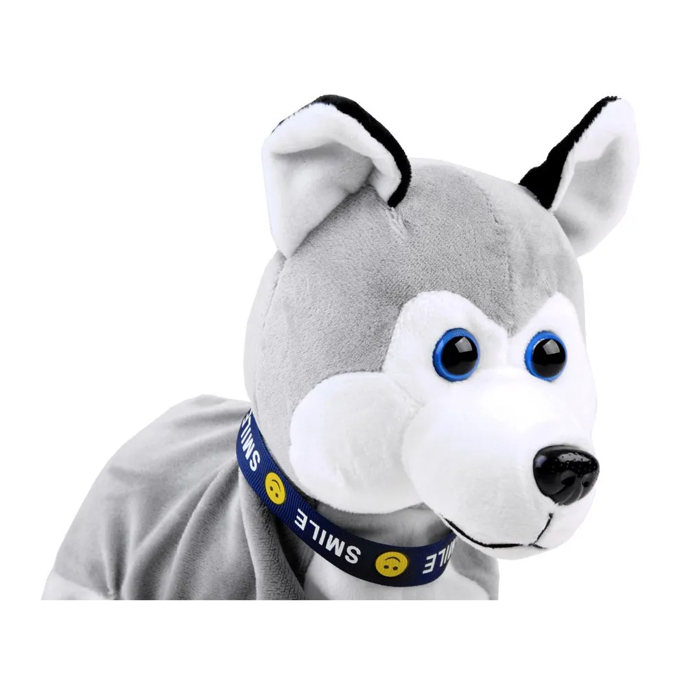 Piesek Husky leżący na brzuszku podczas zabawy