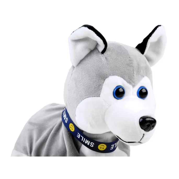 Piesek Husky leżący na brzuszku podczas zabawy