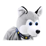 Piesek Husky leżący na brzuszku podczas zabawy