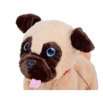 piesek benio merdający ogonkiem podczas zabawy