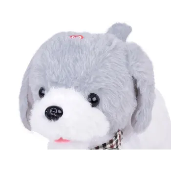 charlie z kolorową muszką na szyi