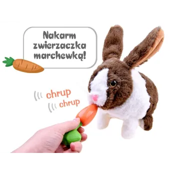 dziecko podaje marchewkę królikowi do pyszczka