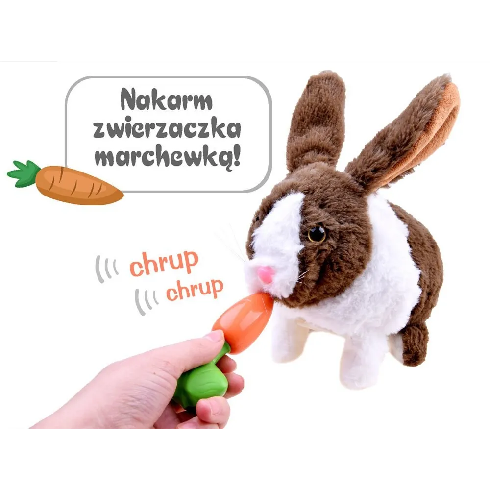 dziecko podaje marchewkę królikowi do pyszczka