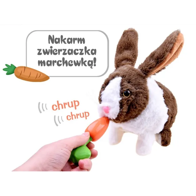 dziecko podaje marchewkę królikowi do pyszczka