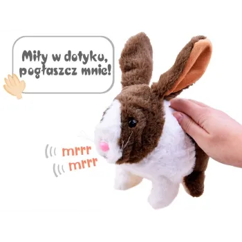 króliczek w trakcie chrupania marchewki