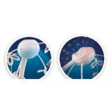 Widok karuzelki zamontowanej na łóżeczku dziecięcym