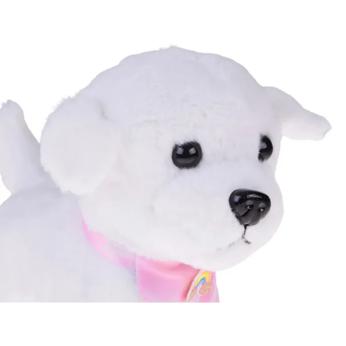 Piesek w trakcie chodzenia, widoczne poruszanie ogonkiem