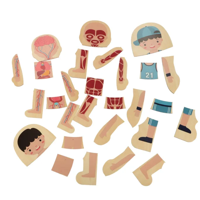 etap dodawania organów wewnętrznych do puzzli warstwowych chłopiec