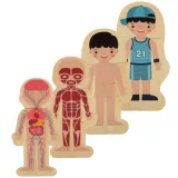 mięśnie ludzkiego ciała w drewnianej układance edukacyjnej
